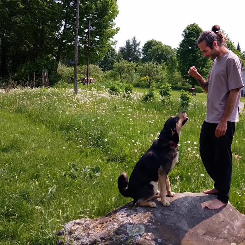 Séance de dressage de chien axée sur le renforcement positif à Québec – Sagesse Canine